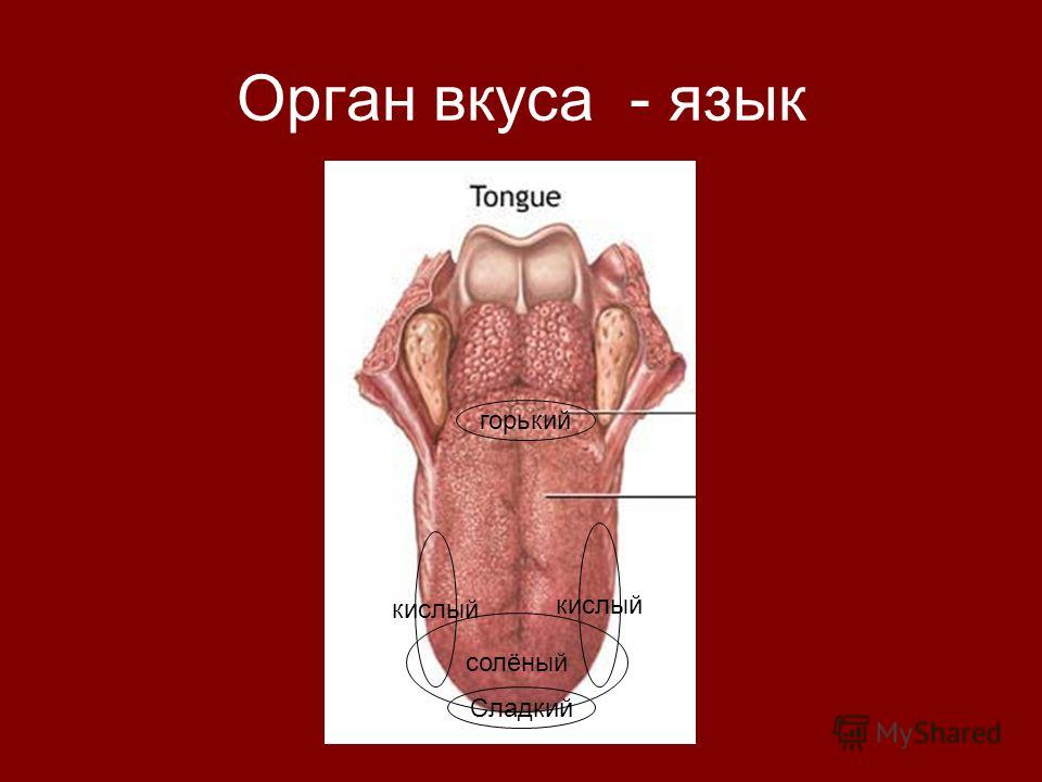 органы чувств анализаторы тест 8 класс ответы