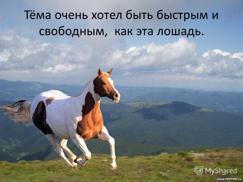 Тёма очень хотел быть быстрым и свободным, как эта лошадь.