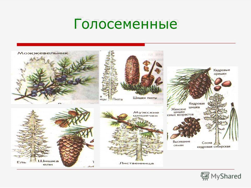 Реферат по биологии 6 класс тема голосеменные