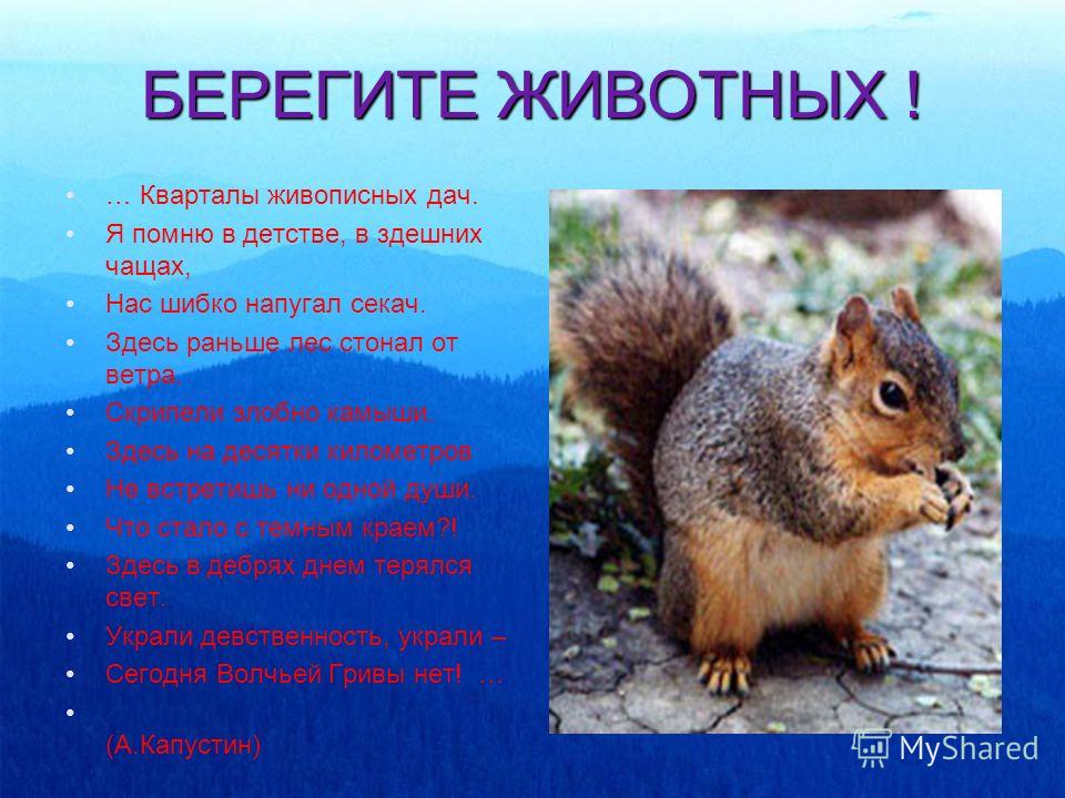 Береги животных стих Береги животных стих