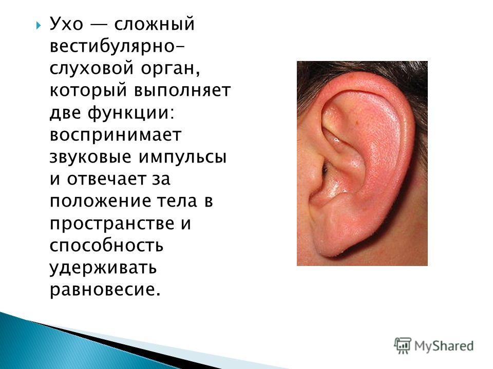 Ухо сложный вестибулярно- слуховой орган, который выполняет две функции: воспринимает звуковые импульсы и отвечает за положение тела в пространстве и способность удерживать равновесие.