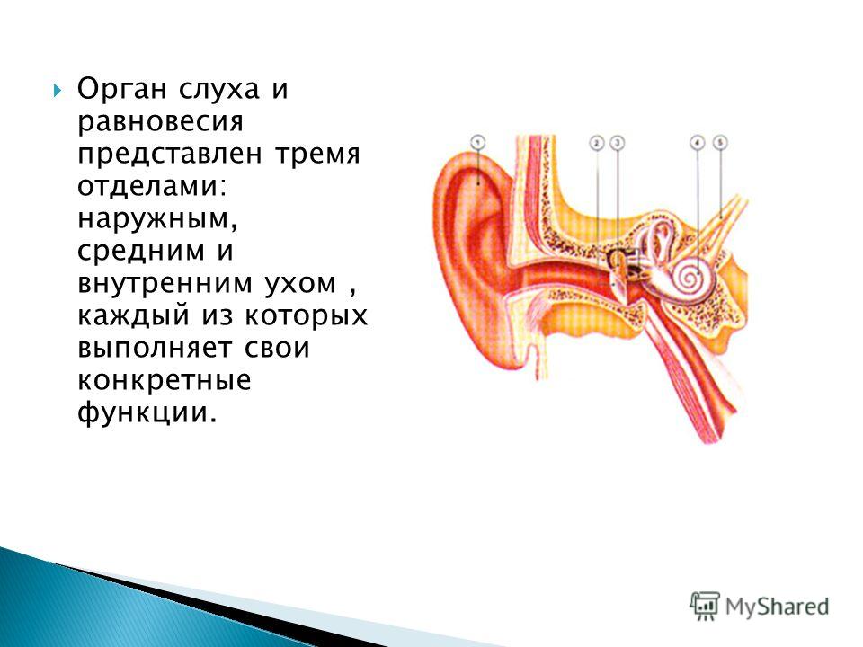 Орган слуха и равновесия представлен тремя отделами: наружным, средним и внутренним ухом, каждый из которых выполняет свои конкретные функции.