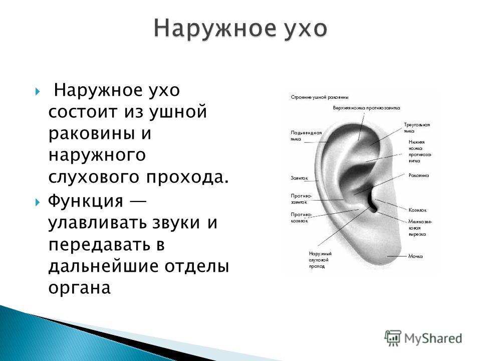 Наружное ухо состоит из ушной раковины и наружного слухового прохода. Функция улавливать звуки и передавать в дальнейшие отделы органа