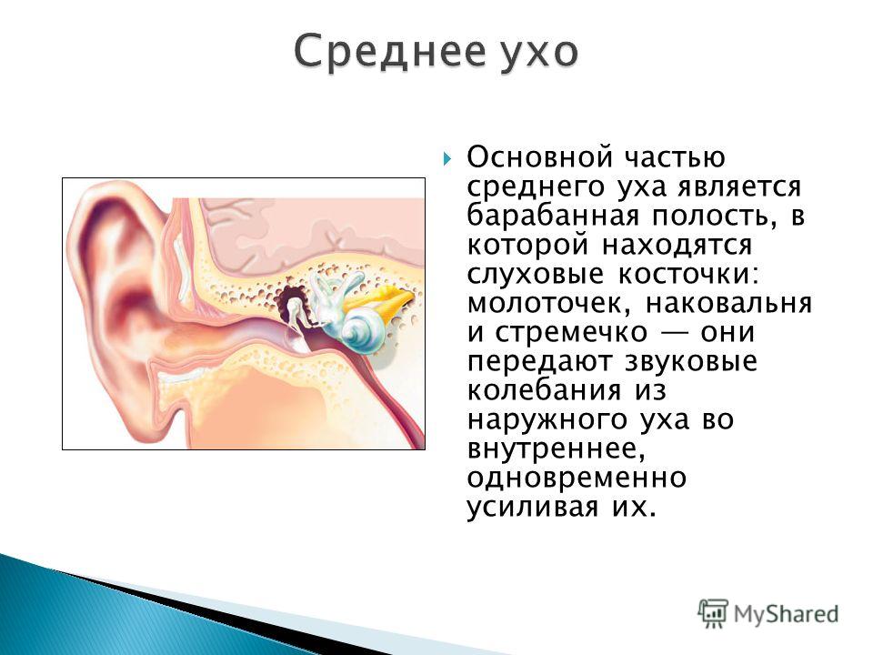 Основной частью среднего уха является барабанная полость, в которой находятся слуховые косточки: молоточек, наковальня и стремечко они передают звуковые колебания из наружного уха во внутреннее, одновременно усиливая их.