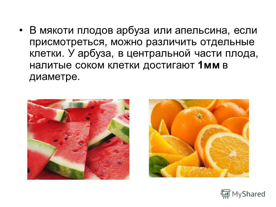 Гдз Биология 6 Класс Как Выглядит Невооруженным Глазом Мякоть Арбуза биология 6 мякоть невооруженным гдз глазом выглядит как арбуза класс