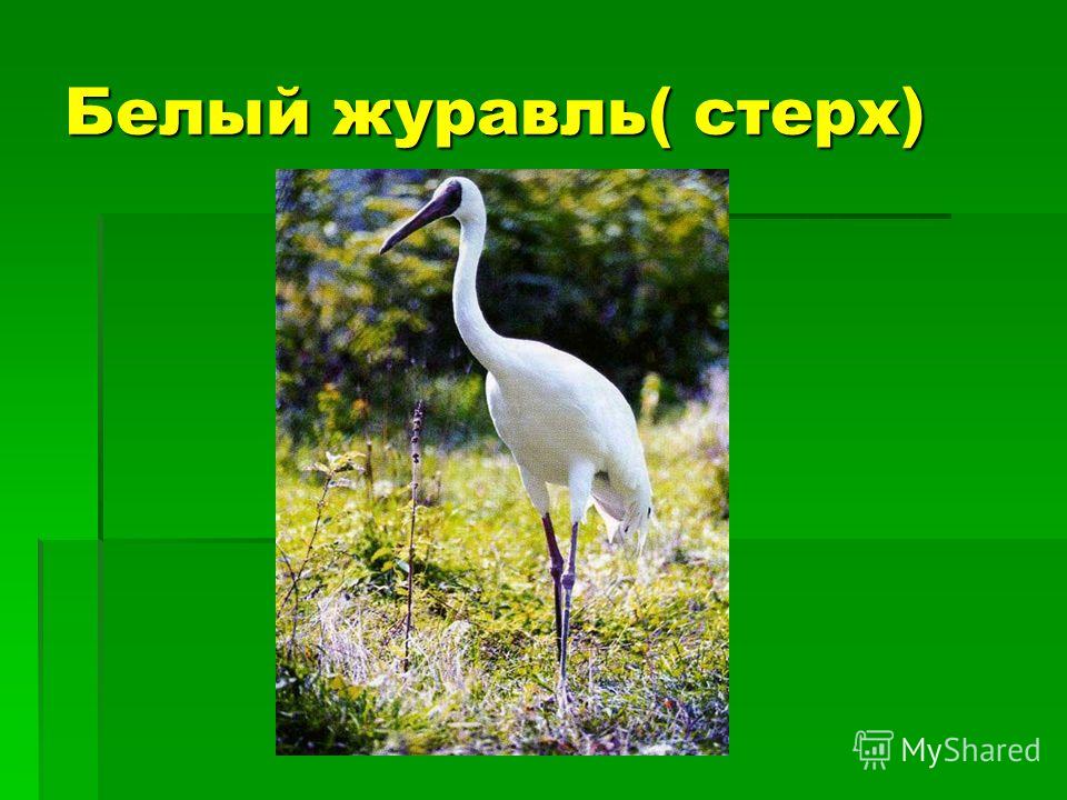 Красная книга Видеоурок Окружающий мир 2 Класс
