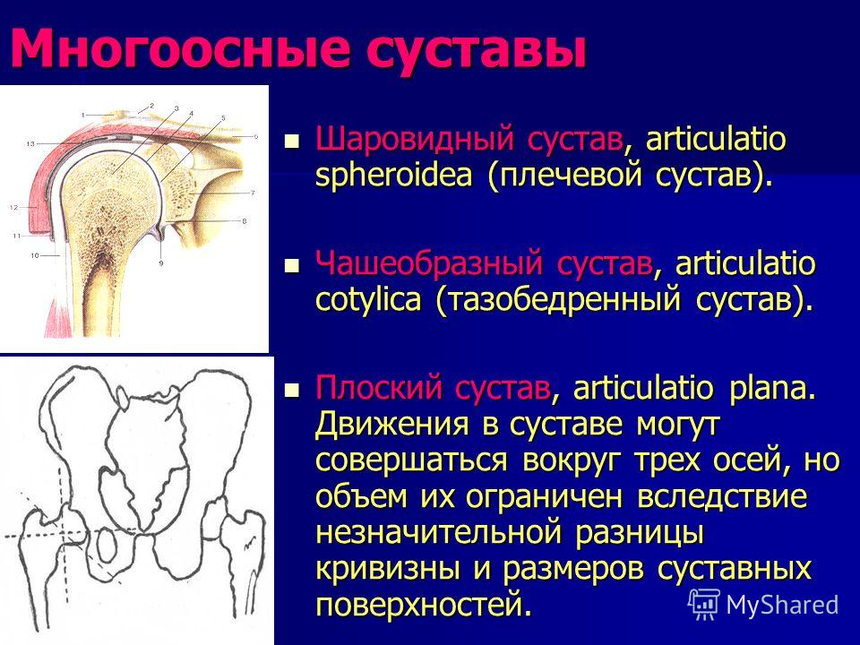К трёхосным относятся суставы К трёхосным относятся суставы