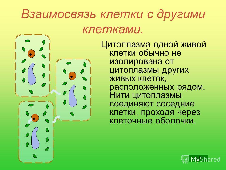 Как клетки связаны между собой Как клетки связаны между собой