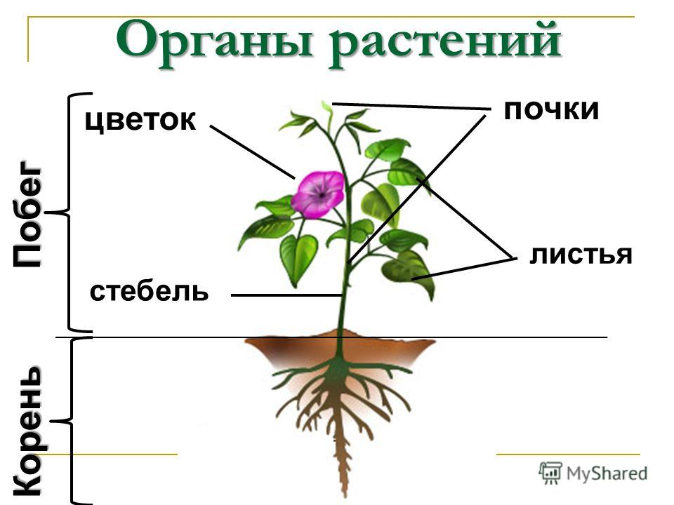 Цветок с корнем для детей Цветок с корнем для детей