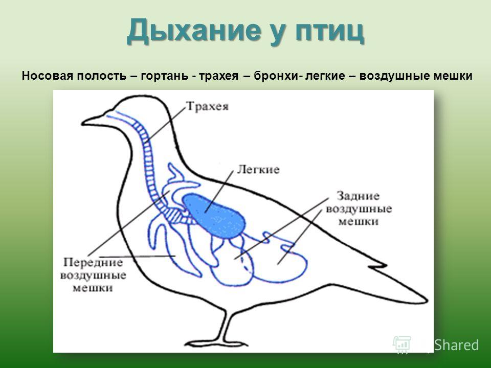 Отец Изначально Трахеи Порно Дочь Деревянко Русский