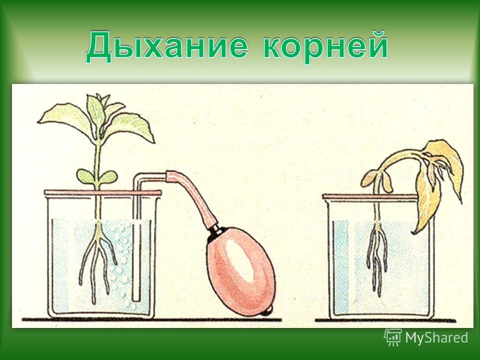 Опыты с растениями в домашних условиях Опыты с растениями в домашних условиях
