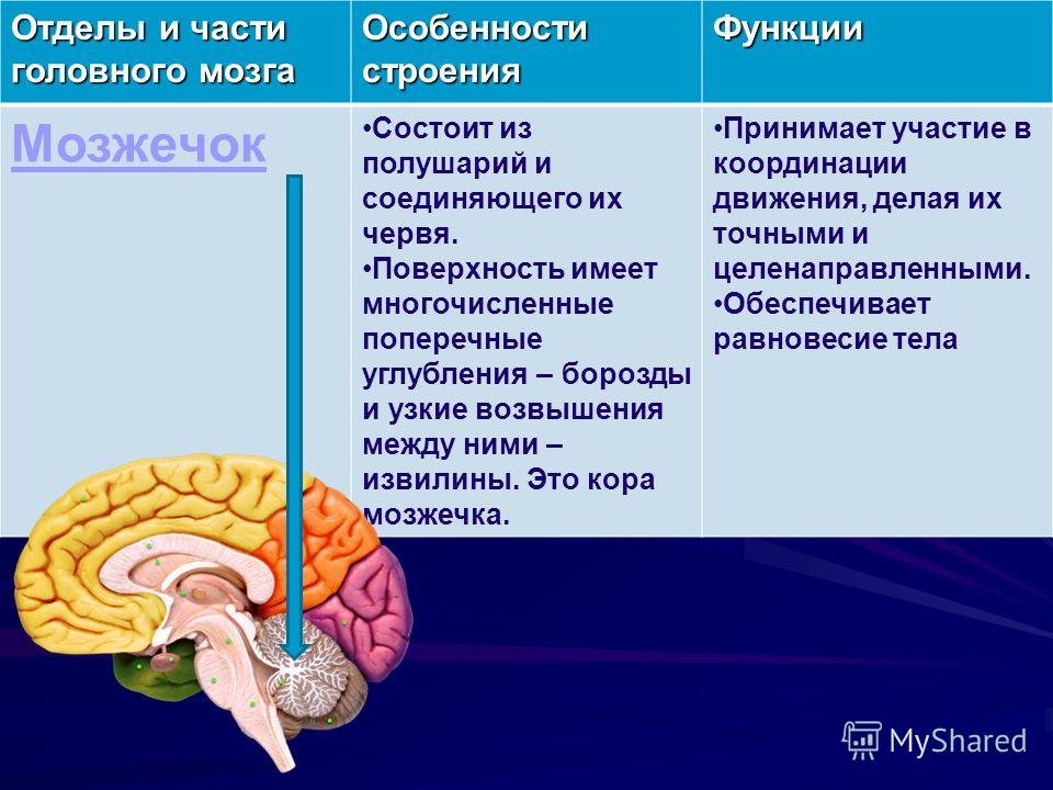 купить кроссовки heelys москва