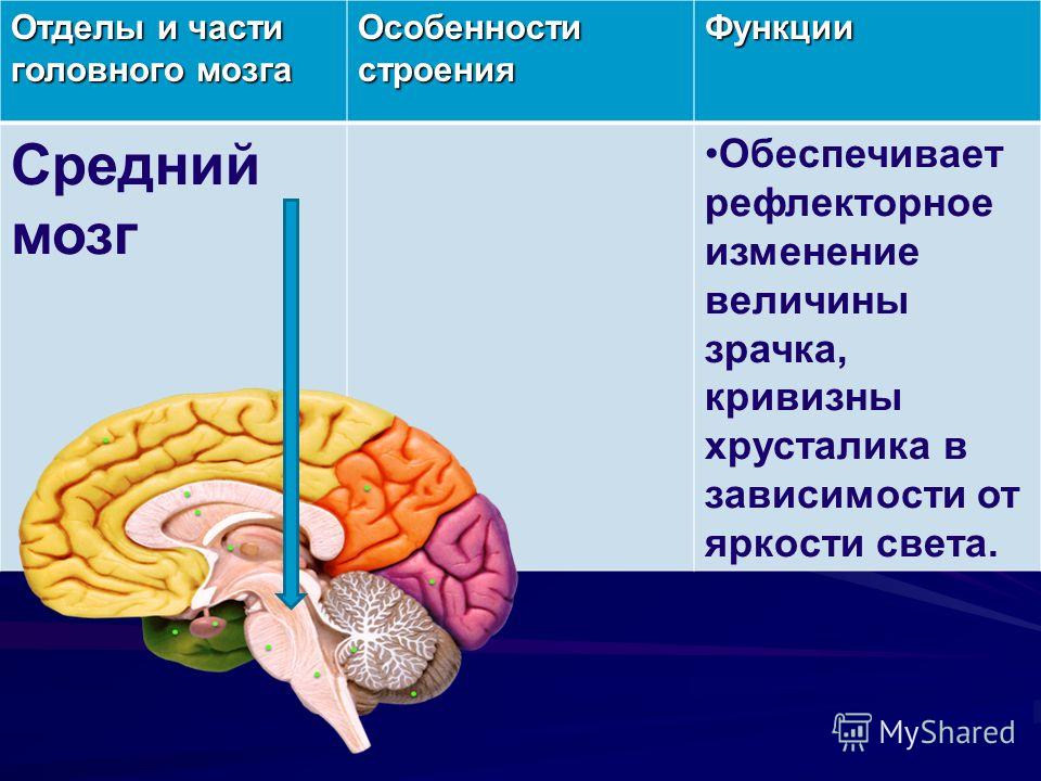 Презентация Спинной Мозг 8 Класс