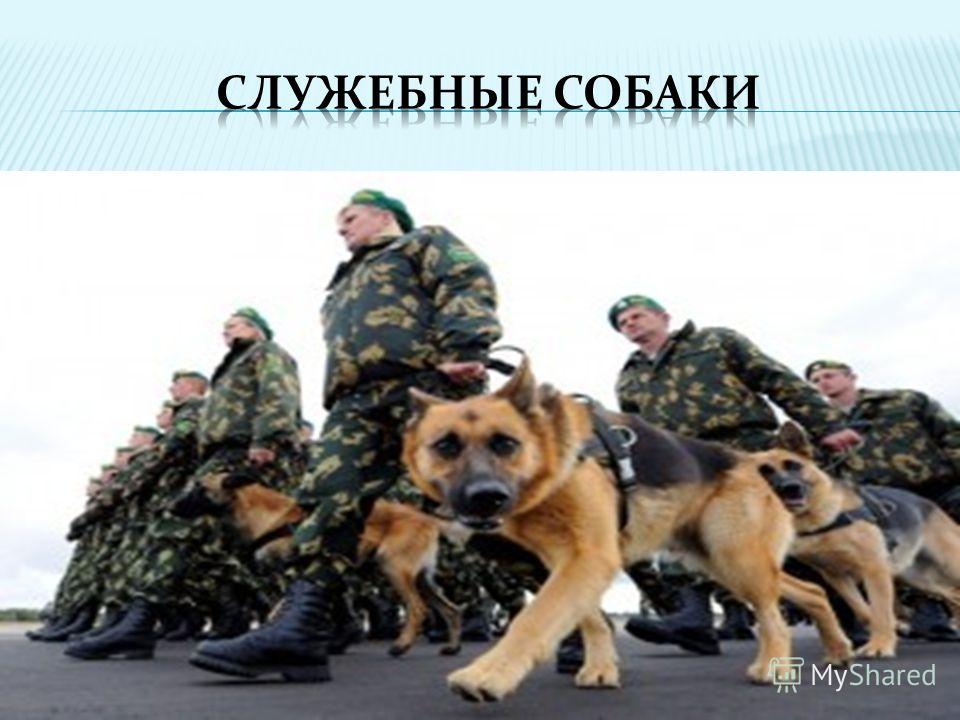 как проявляют себя паразиты в организме человека как проявляют себя паразиты в организме человека