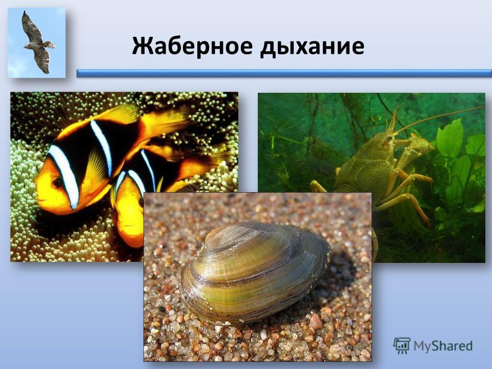 Амеба инфузория туфелька эвглена зеленая Амеба инфузория туфелька эвглена зеленая