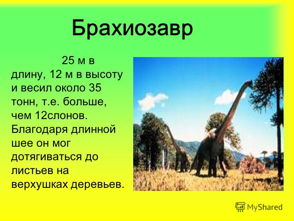 Брахиозавр 25 м в длину, 12 м в высоту и весил около 35 тонн, т.е. больше, чем 12слонов. Благодаря длинной шее он мог дотягиваться до листьев на верхушках деревьев.