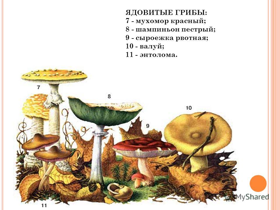 Реферат: Гриби 4