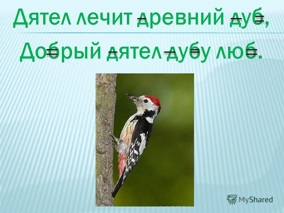 Скачать звуки дятла бесплатно