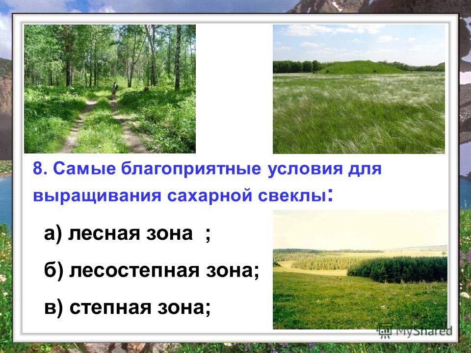 8. Самые благоприятные условия для выращивания сахарной свеклы : а) лесная зона ; б) лесостепная зона; в) степная зона;