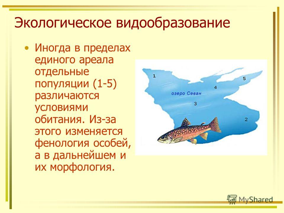 Экологическое видообразование с чем связано Экологическое видообразование с чем связано