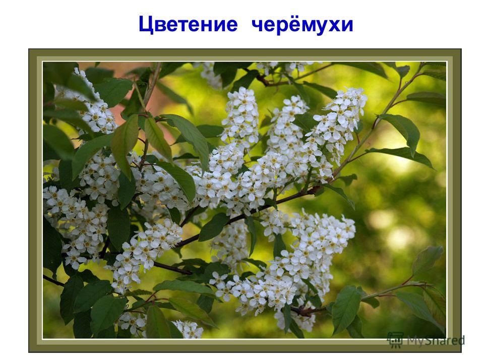 БУТЫРКА ЦВЕЛА ЧЕРЁМУХА О КАК ОНА ЦВЕЛА СКАЧАТЬ БЕСПЛАТНО БУТЫРКА ЦВЕЛА ЧЕРЁМУХА О КАК ОНА ЦВЕЛА СКАЧАТЬ БЕСПЛАТНО