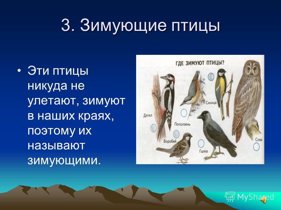 Картинки птицы которые зимуют Картинки птицы которые зимуют