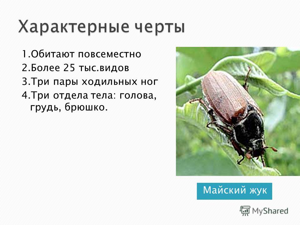 Лабораторная работа по биологии про майского жука 8 класс