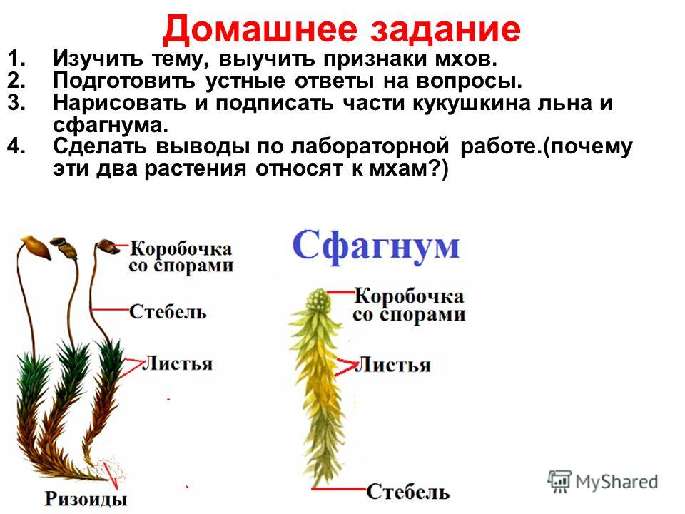 Готовое домашнее задания биология 6 класс кукушкин лён
