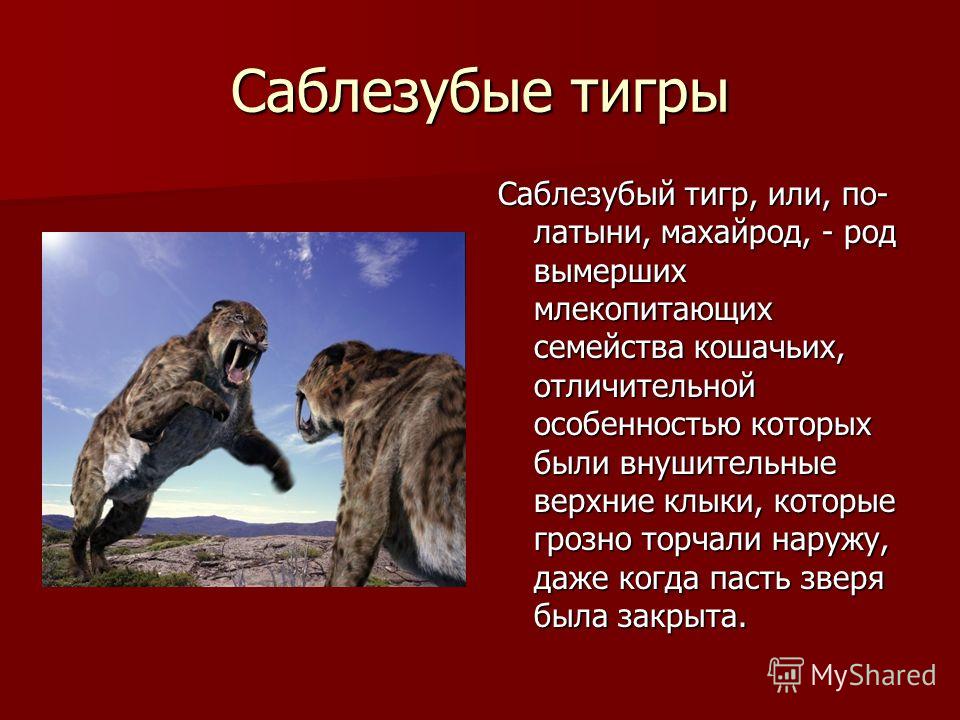 саблезубый тигр реферат