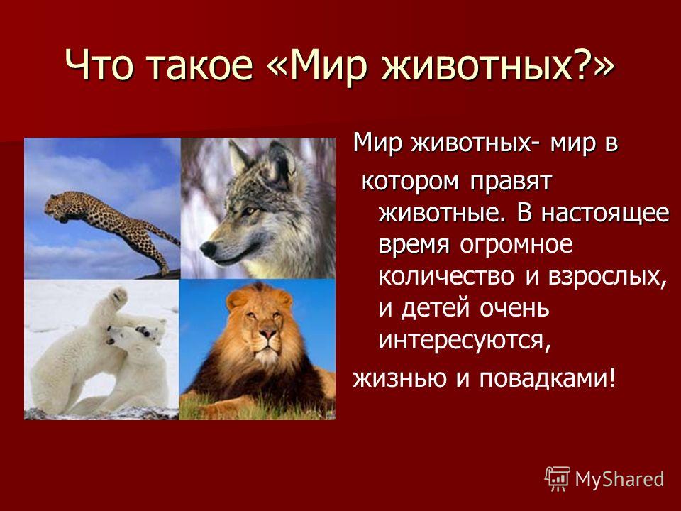 Индивидуальный проект в мире животных Презентация на тему: "Мир животных. ГБОУ ЦО 1486 Проектная работа. Автор: Лучшая
