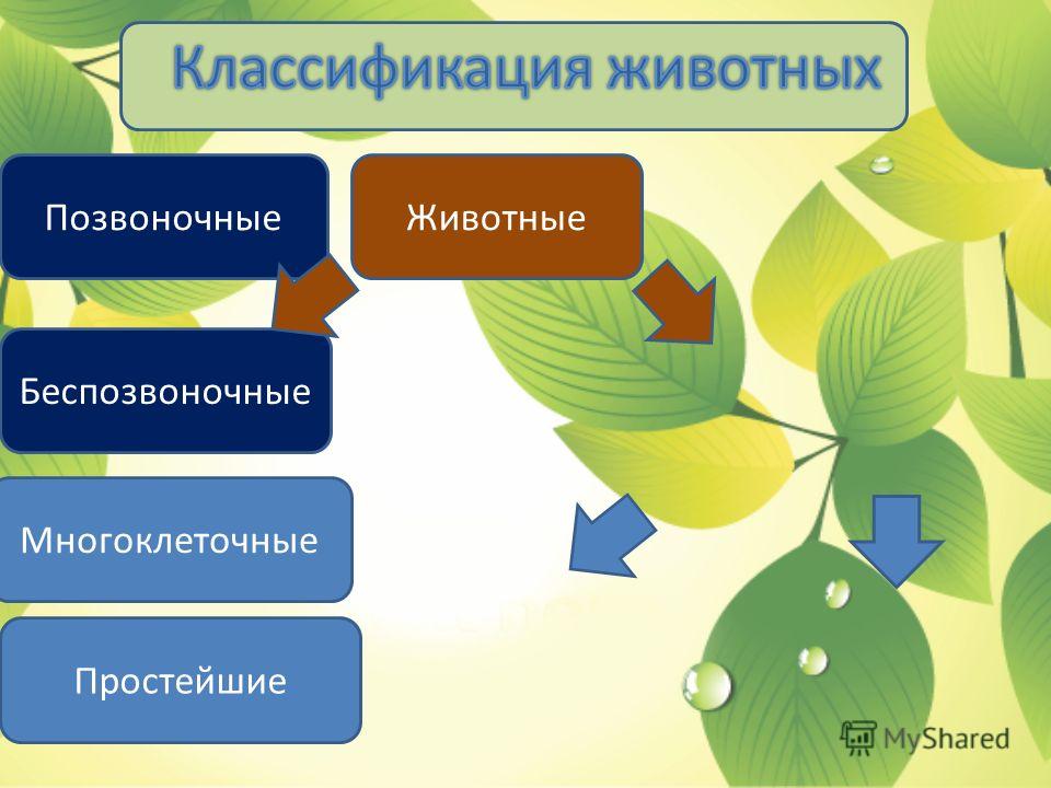 презентация черви паразиты человека презентация черви паразиты человека