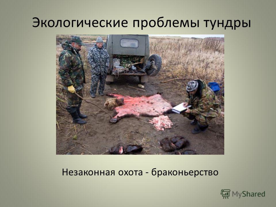 презентация на тему почвы тундры