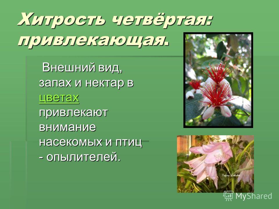 Цветок привлекающий насекомых Цветок привлекающий насекомых