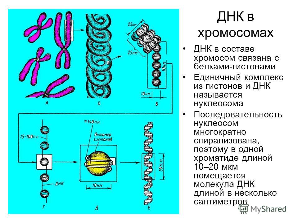 Днк которые связаны с белками Днк которые связаны с белками