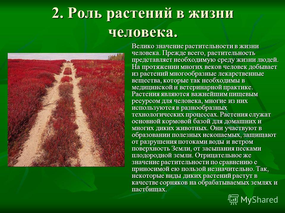 Сочинение Значение Растений В Природе Сочинение Значение Растений В Природе