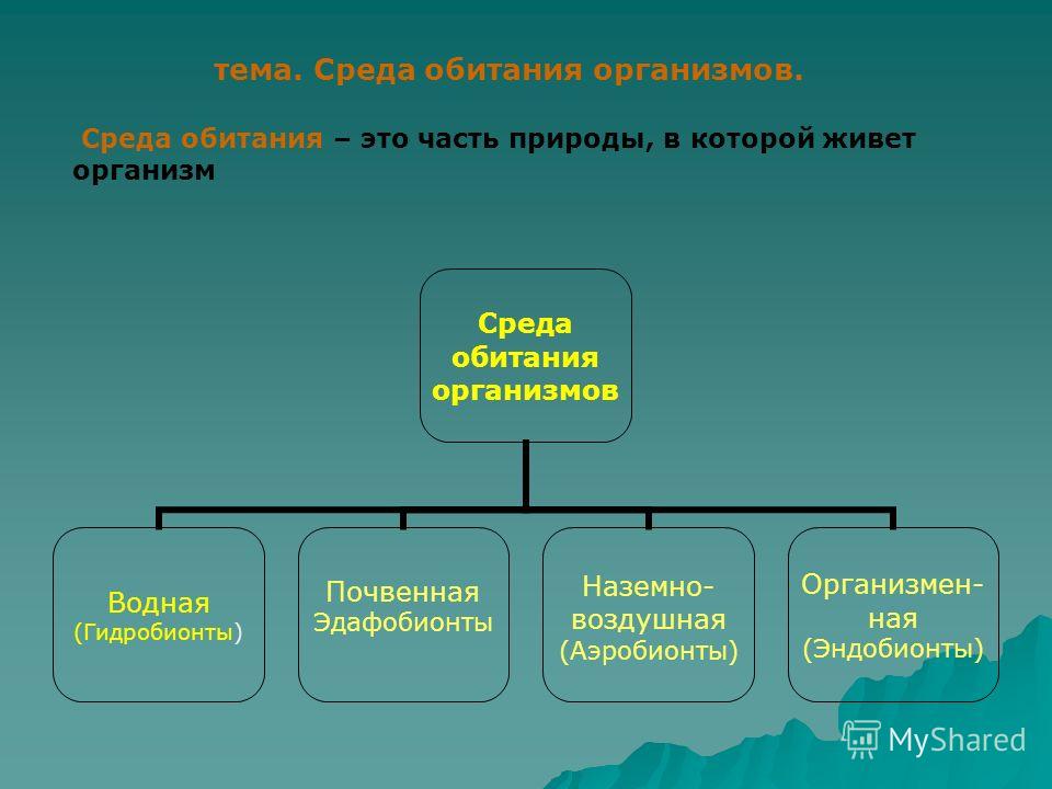 Среда обитания животных схема Среда обитания животных схема