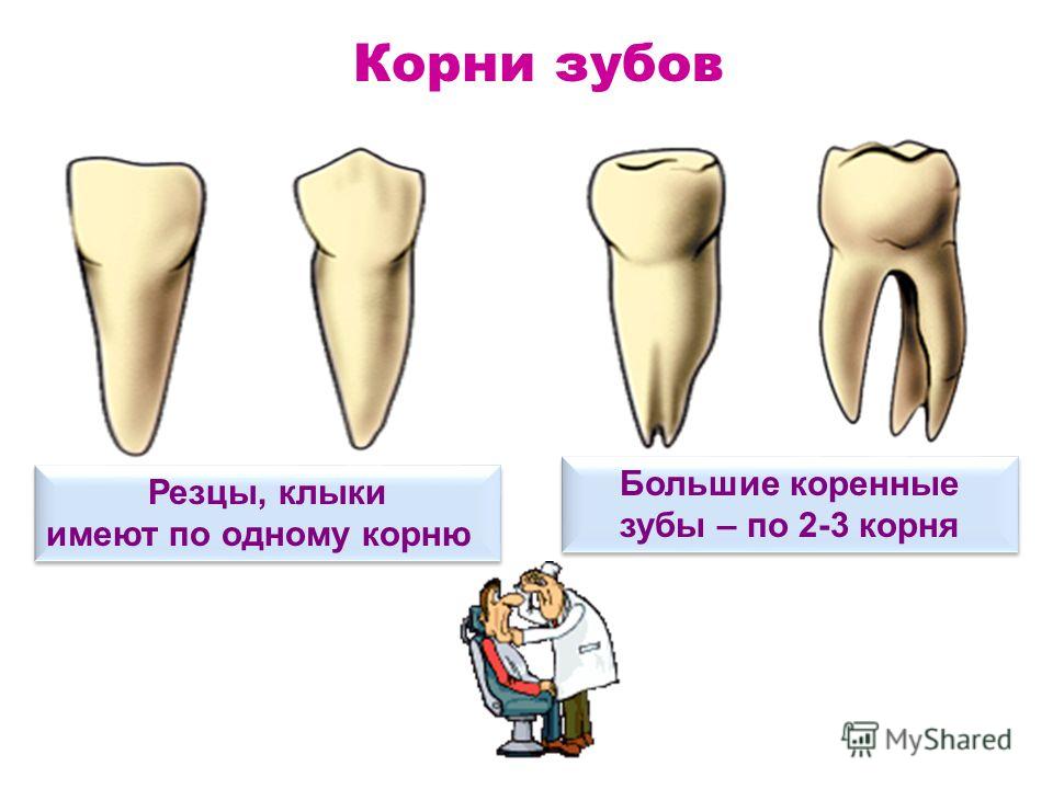 Длина коренных зубов Длина коренных зубов