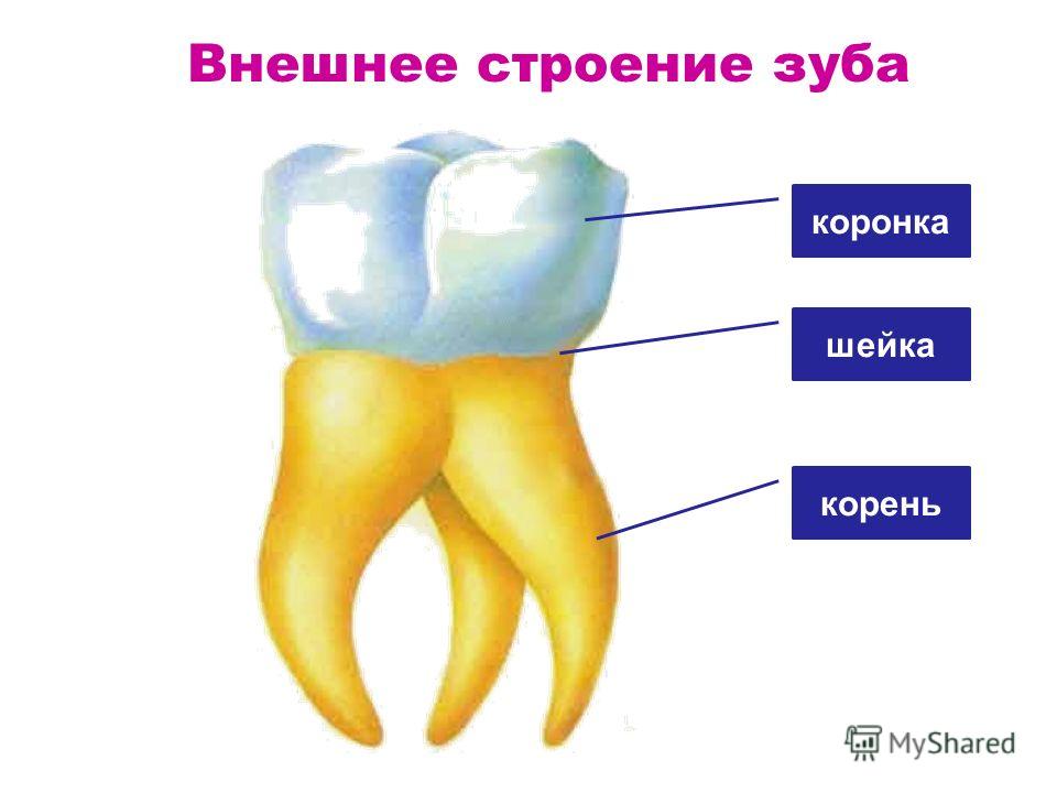 Все зубы с тремя корнями Все зубы с тремя корнями