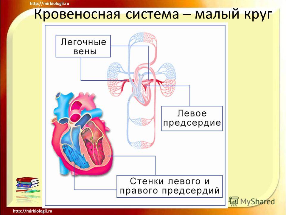 Кровеносная система – малый круг