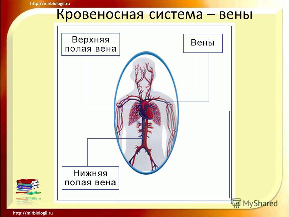 Кровеносная система – вены
