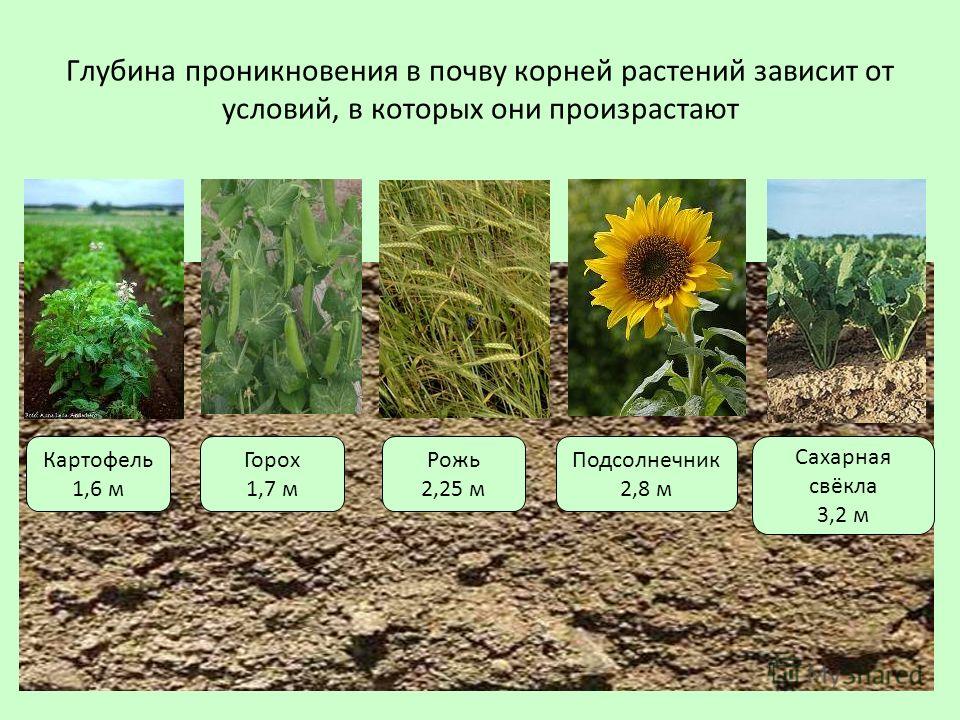 Глубина проникновения в почву корней растений зависит от условий, в которых они произрастают Картофель 1,6 м Горох 1,7 м Рожь 2,25 м Подсолнечник 2,8 м Сахарная свёкла 3,2 м