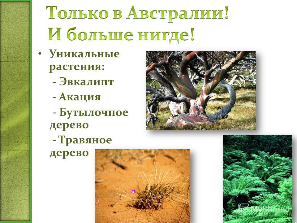 Уникальные растения: - Эвкалипт - Акация - Бутылочное дерево - Травяное дерево