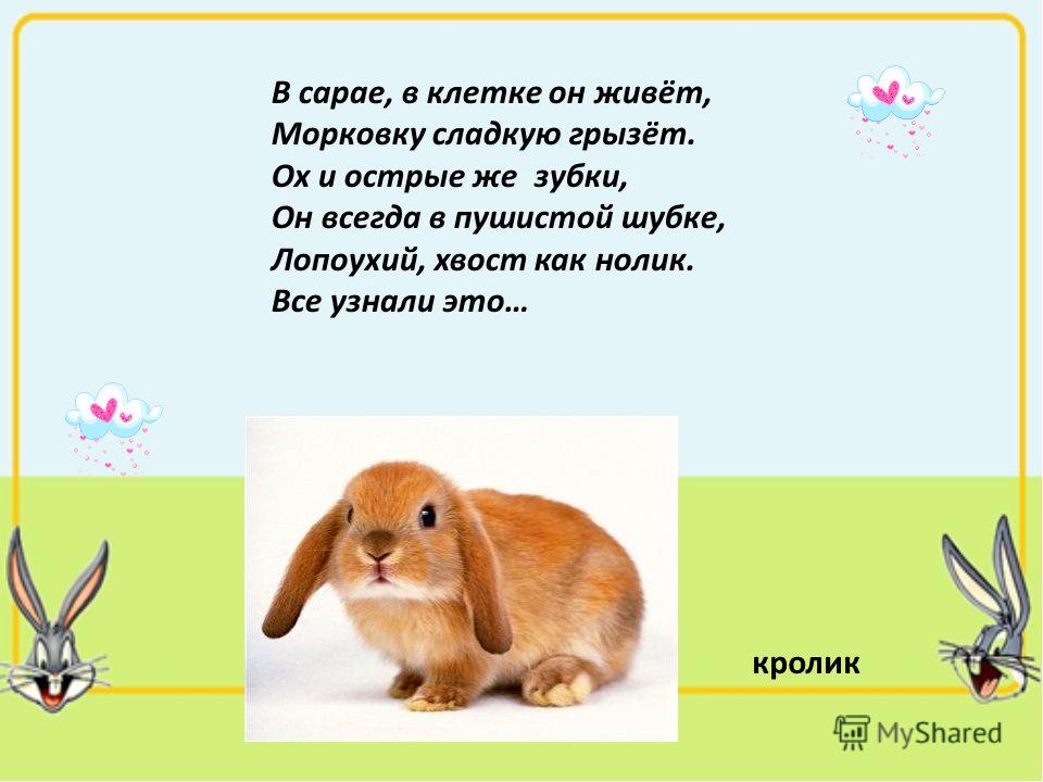 Стих кролик для детей Стих кролик для детей