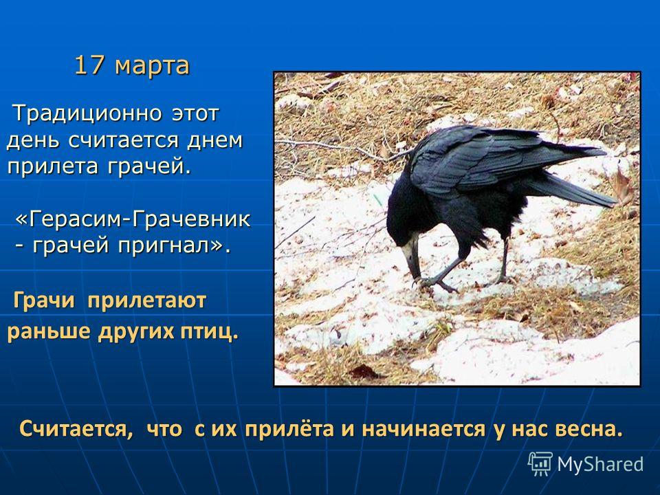 Грачевники сценарий Грачевники сценарий