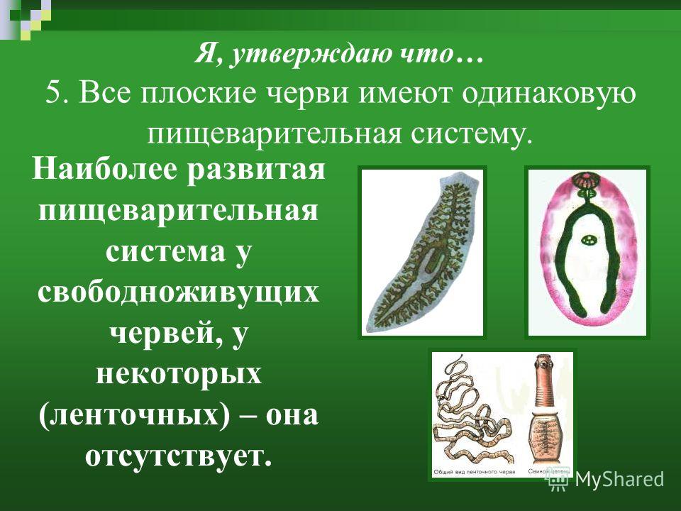 ленточные черви паразиты лечение ленточные черви паразиты лечение
