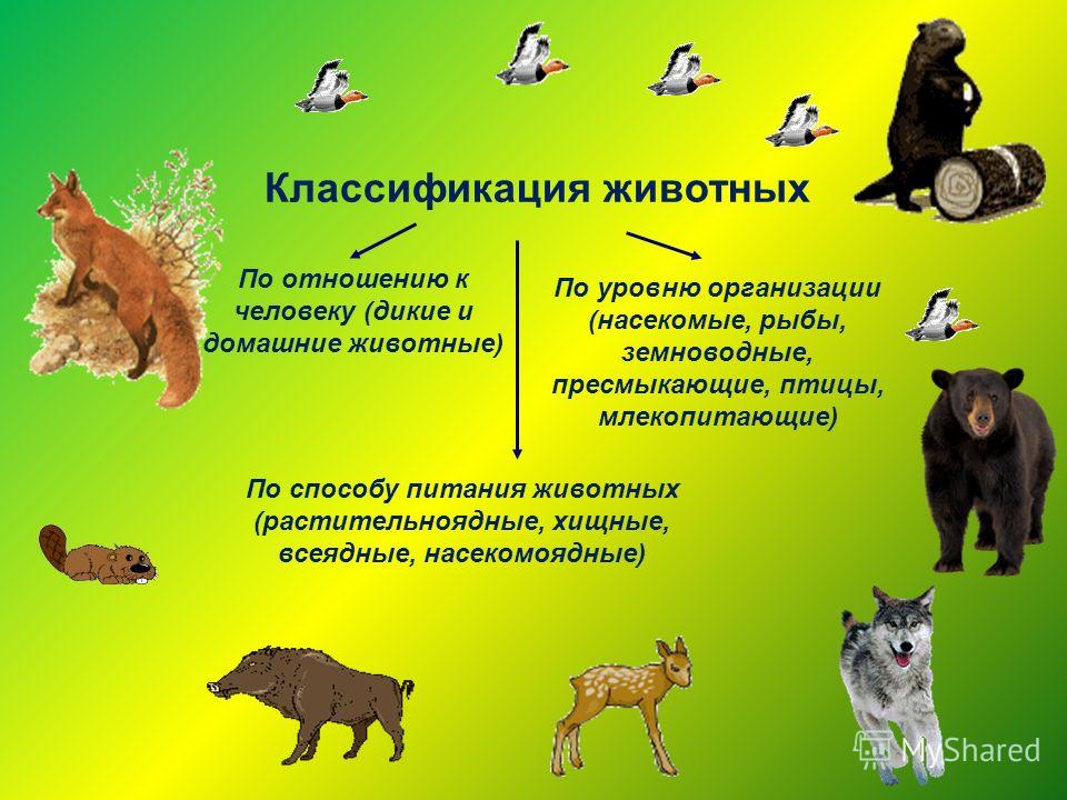 Схема классов млекопитающих Схема классов млекопитающих