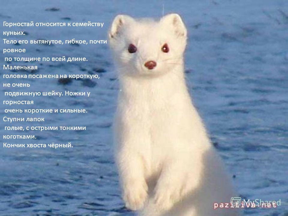 Голые и волосатые девушки и женщины / Волосатки и мохнатки)
