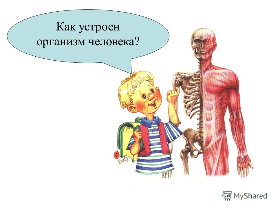 Как сделать свой организм 477