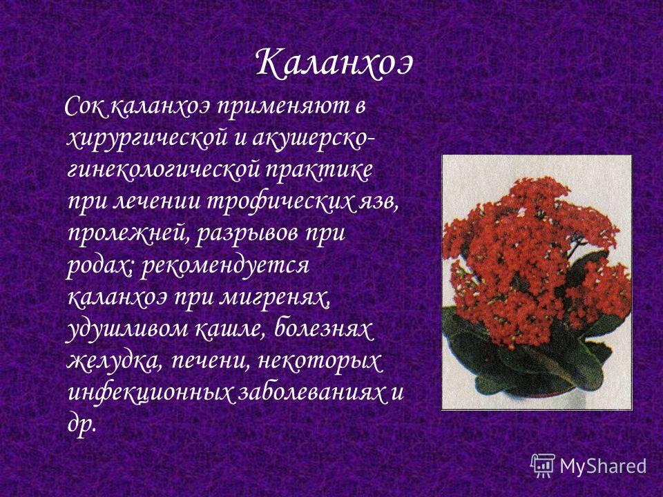 Каланхоэ в лечении желудка Каланхоэ в лечении желудка