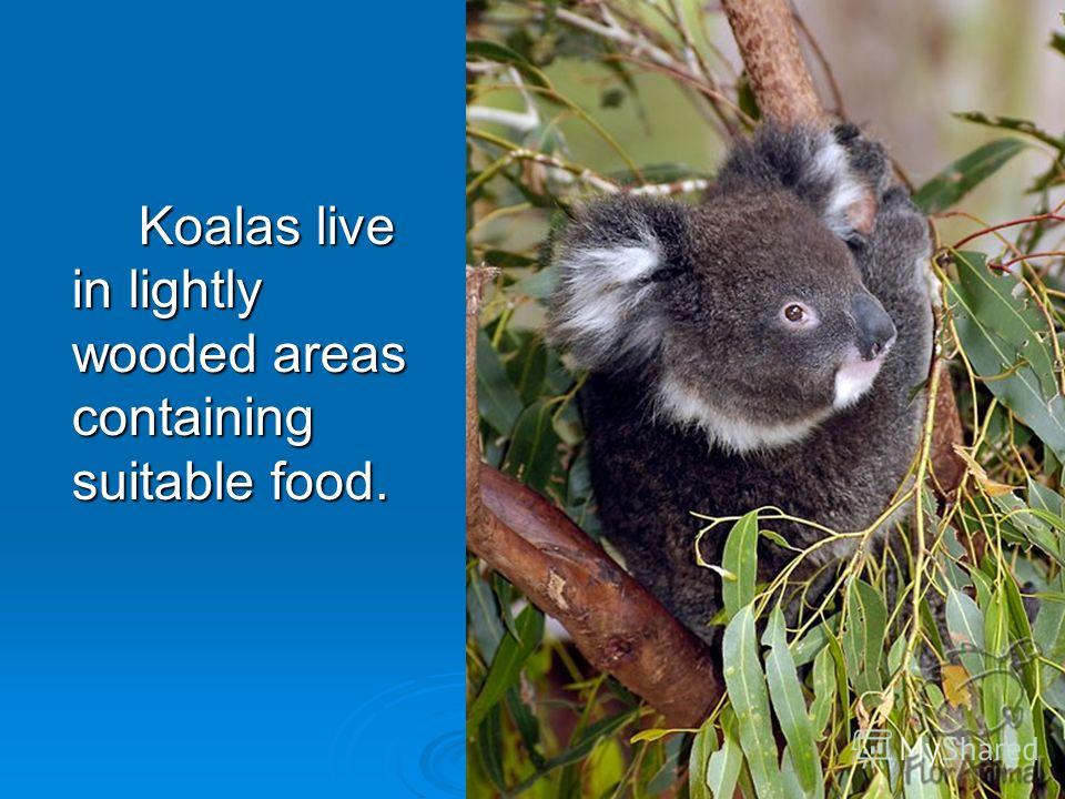 Koalas live in lightly wooded areas containing suitable food.